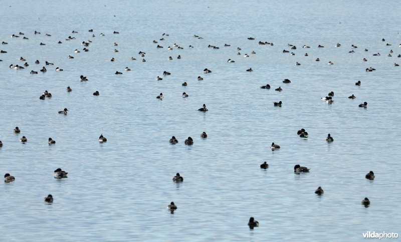 Mývatn meer