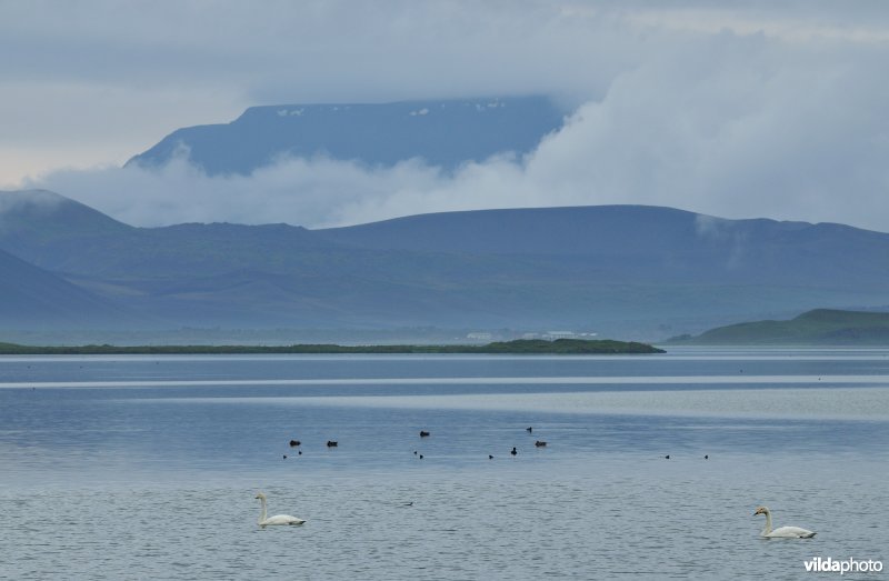 Mývatn meer