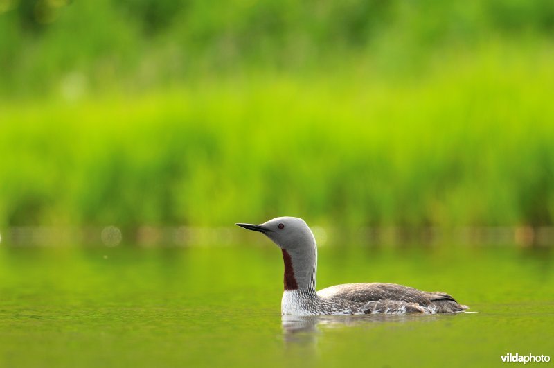 Roodkeelduiker