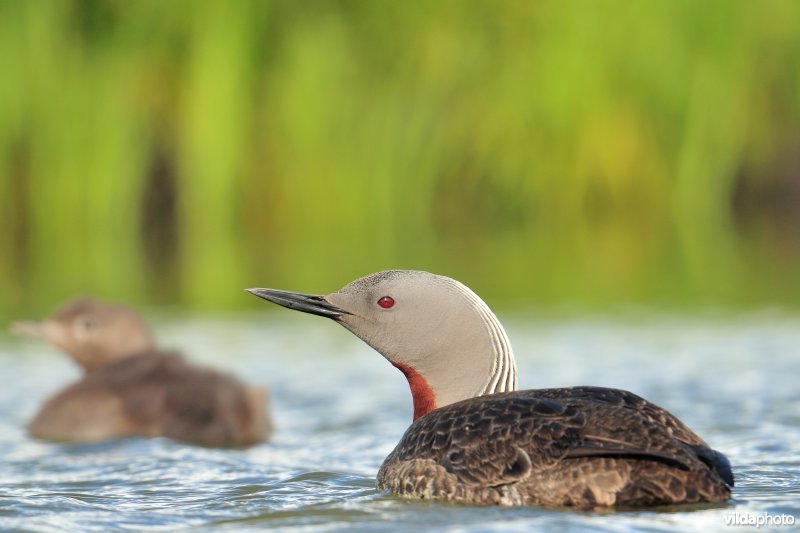 Roodkeelduiker met jong