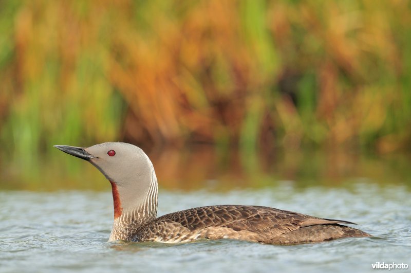 Roodkeelduiker