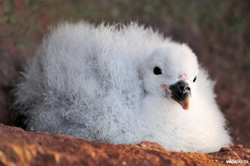 Donskuiken van Noordse stormvogel