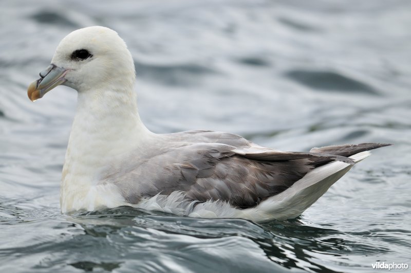 Noordse stormvogel