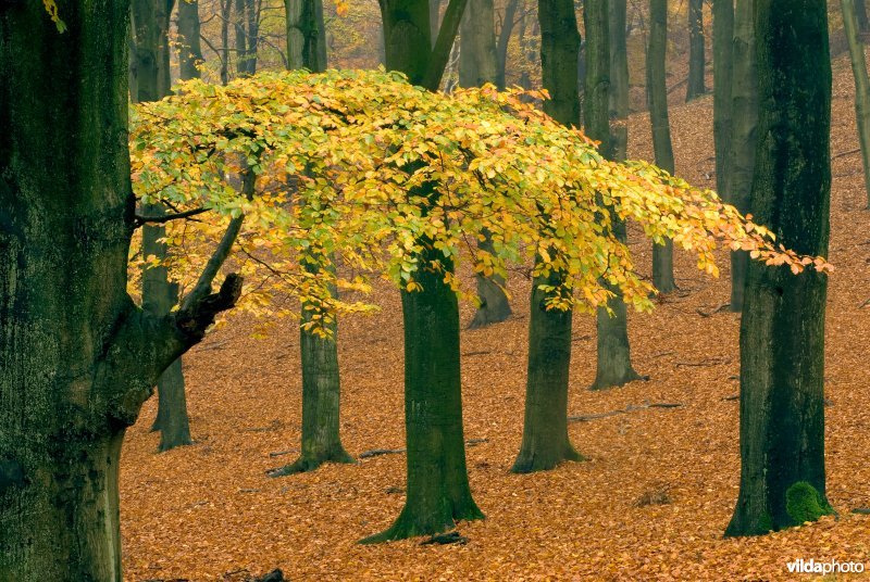 Herfstig beukenbos