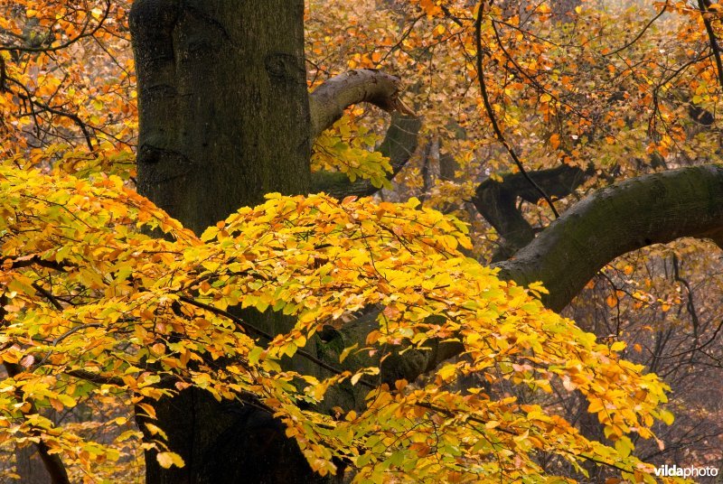 Herfstig beukenbos