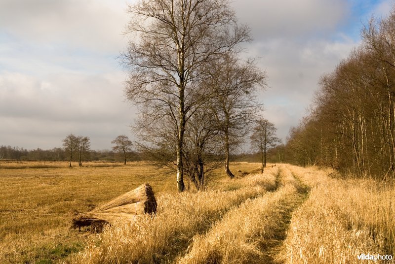 Woldlakebos
