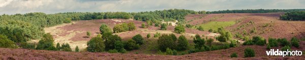 Bloeiende heide op de Veluwezoom