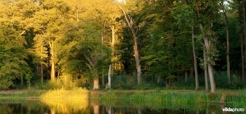 Landgoedbos en vijver