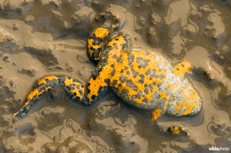 Geelbuikvuurpad toont afweerkleuren