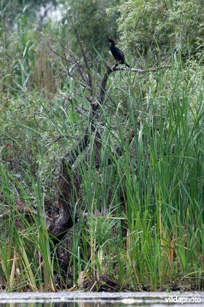 Dwergaalscholver in moerasbos