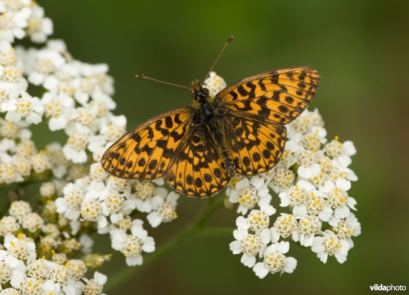 Akkerparelmoervlinder