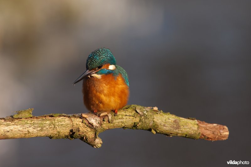 IJsvogel
