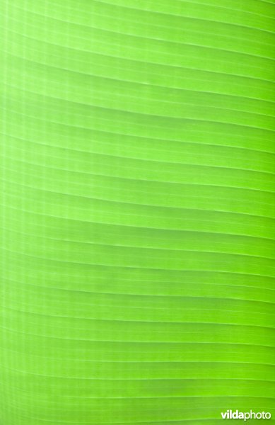 Detail van bananenblad