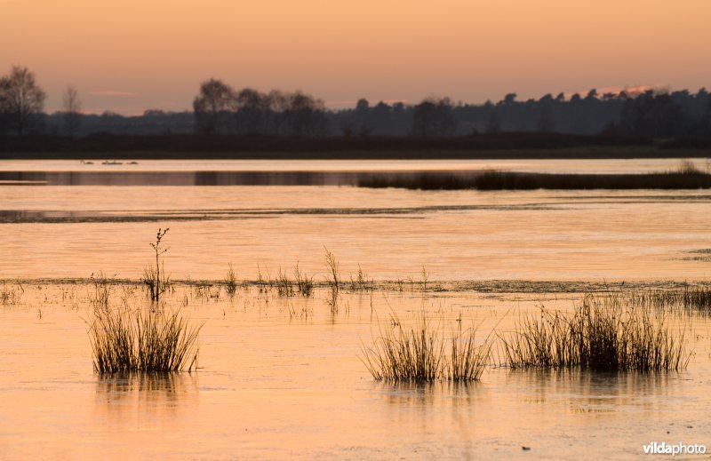 Vennen in de Maasduinen