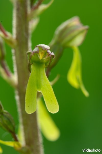 Bloem van grote keverorchis