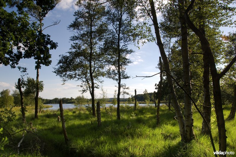 Leersumse Veld
