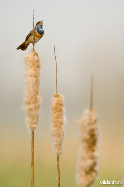 Blauwborst op lisdodde