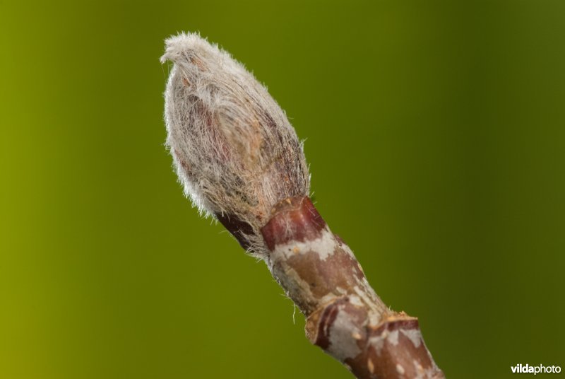 Bladknop van Lijsterbes