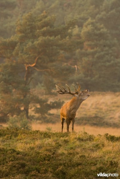 Bronstig edelhert