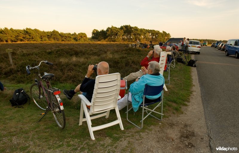 Bermtoerisme bij hertenbronst