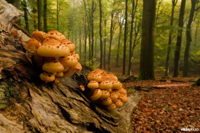 Goudvliesbundelzwammen op beukenhout