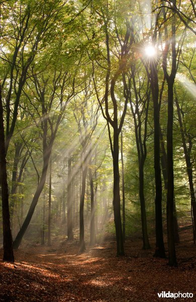 Zonnestralen in een beukenbos