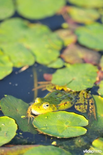 Groene kikker