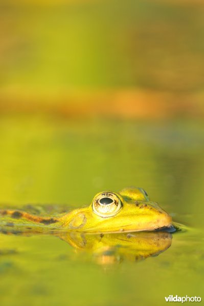 Groene kikker