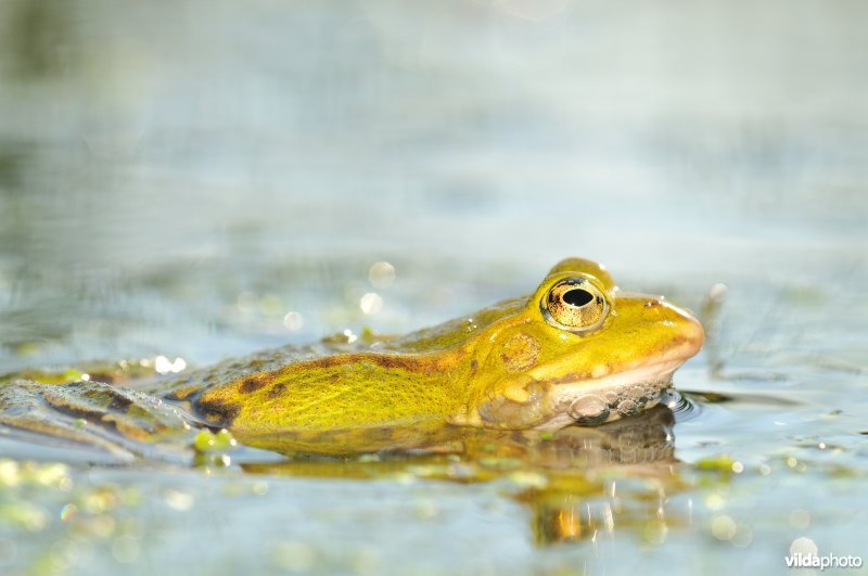 Groene kikker