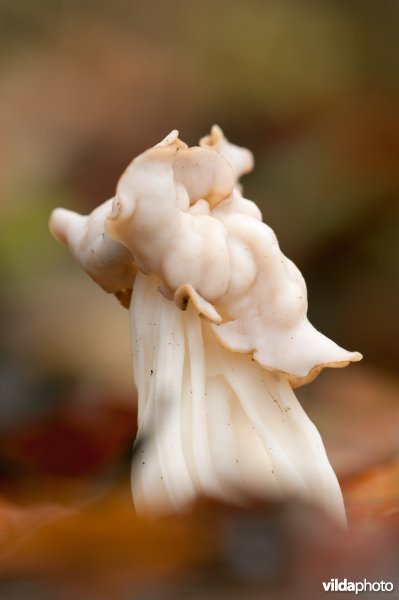 Witte kluifzwam