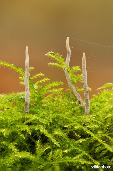 Spitse Knotszwam
