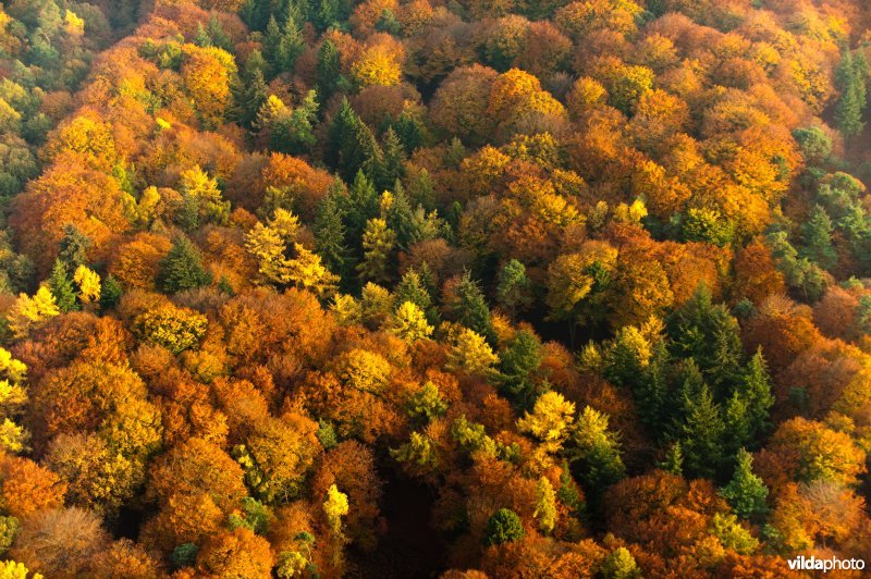 Bossen in herfstkleuren