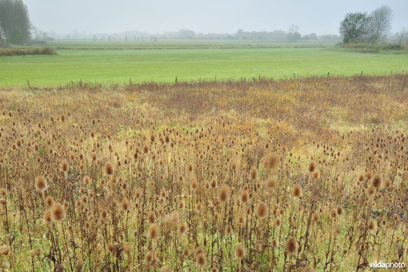 Paardenweide in Berlare