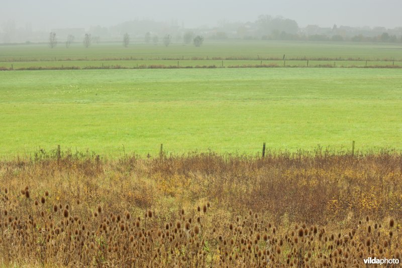 Paardenweide in Berlare