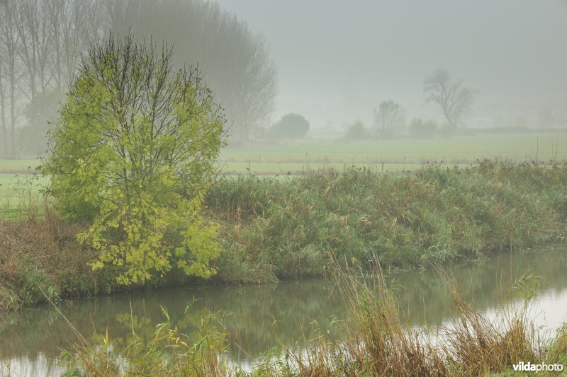 Paardenweide in Berlare