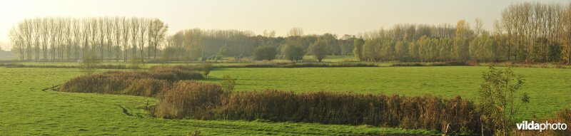 Paardenweide in Berlare