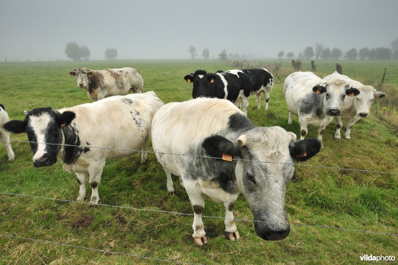 De Weimeersen deel 1 in de Kalkense meersen