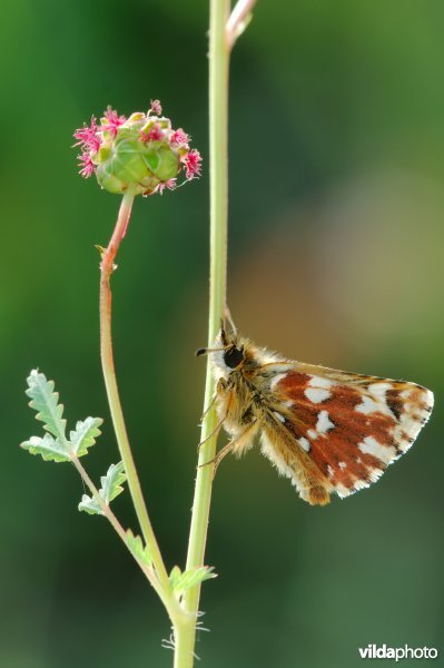 Kalkgraslanddikkopje op pimpernel