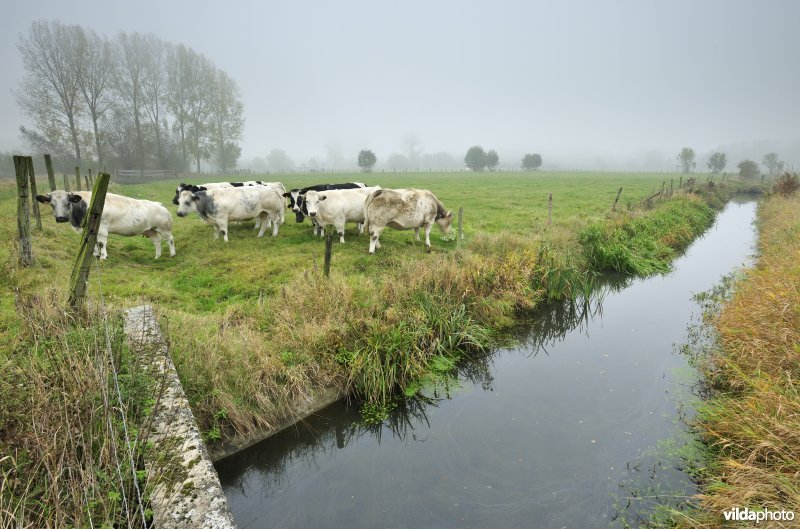 De Weimeersen deel 1 in de Kalkense meersen