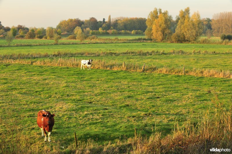 Bergenmeersen in Wichelen