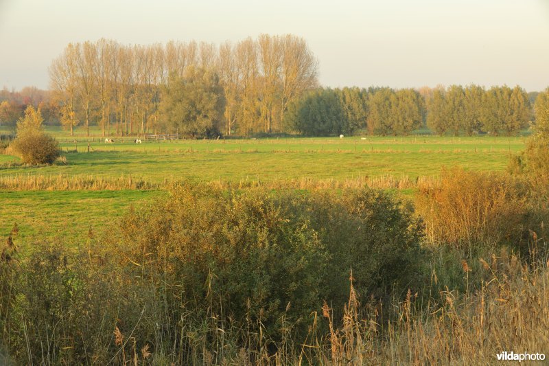 Bergenmeersen in Wichelen