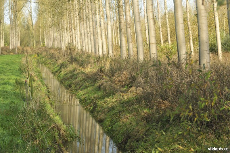 Vlassenbroekse polders