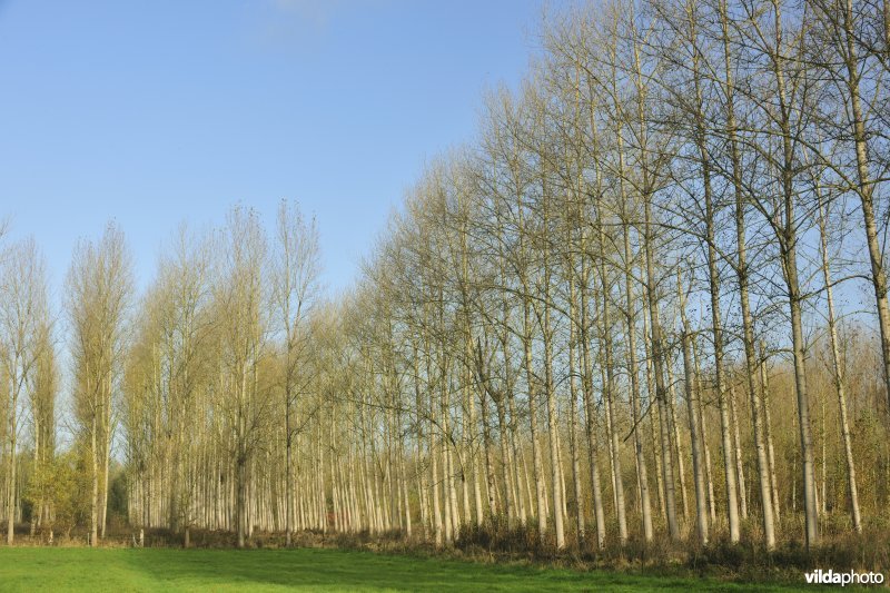 Vlassenbroekse polders