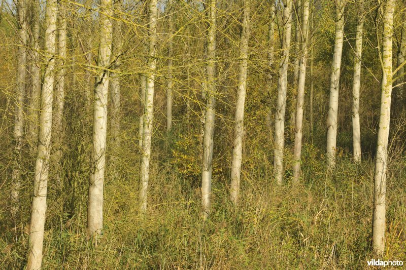 Vlassenbroekse polders