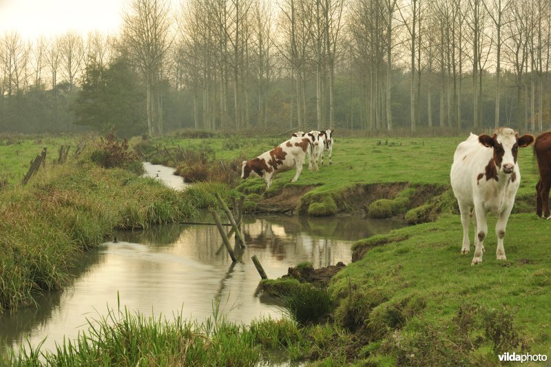 Polder van Kruibeke-Bazel-Rupelmonde