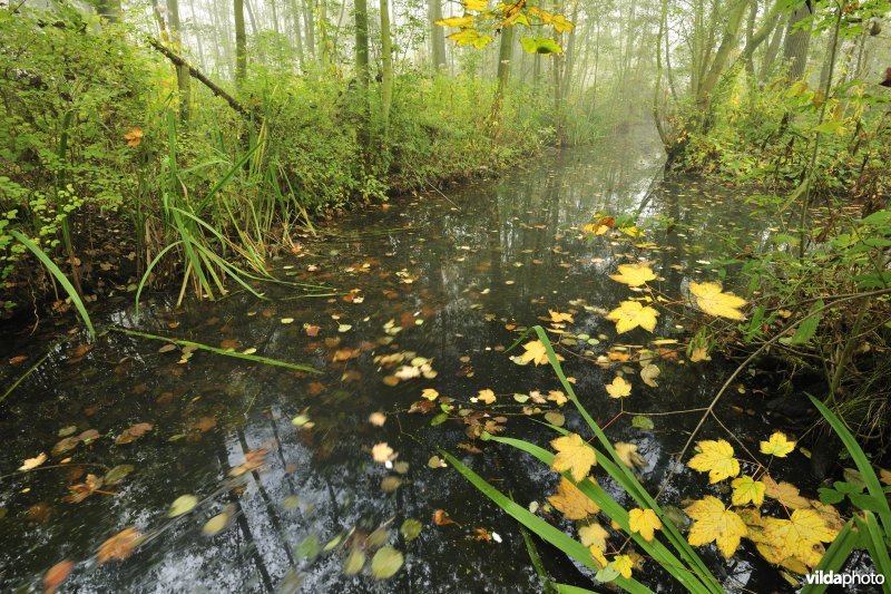 Elzenbroekbossen