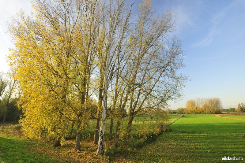 Paardebroek in Berlare