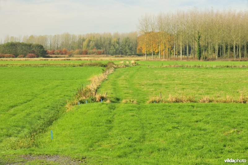 Groot-Broek