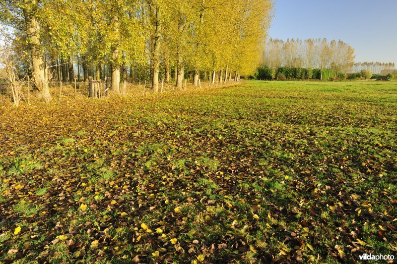 Elst in de Kalkense meersen