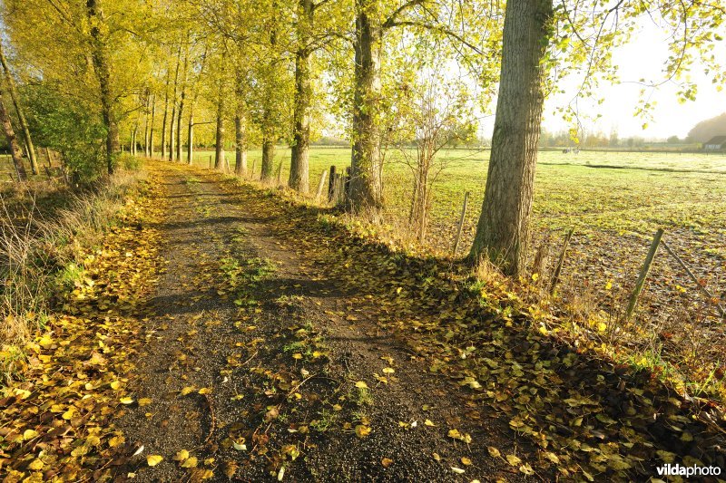 Elst in de Kalkense meersen